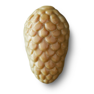 Pine cone pistachio